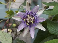 a purple and white flower with green leaves