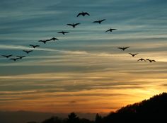 a flock of birds flying in the sky at sunset