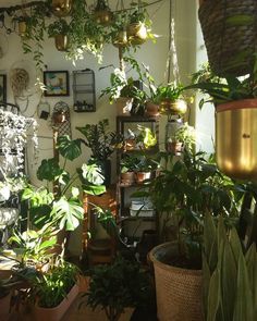 a room filled with lots of potted plants