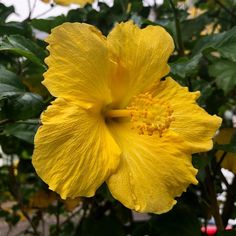 a yellow flower with green leaves in the background