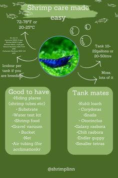 an info sheet describing the different types of shrimps and their names in each language