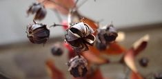 Crape myrtle seed pods Crape Myrtle Tree, Crepe Myrtles, Propagation Tips, Deer Resistant Garden, Spiritual Reflection, Grow From Seed, Myrtle Tree, Crepe Myrtle