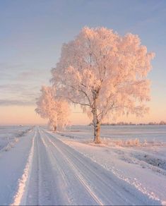 a snow covered road leading to a tree in the middle of winter with white frost on it