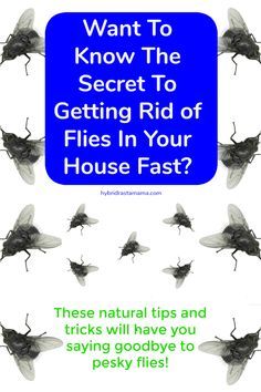 flies flying in the air with text that reads, want to know the secret to getting rid