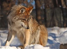 a wolf standing in the snow with its eyes closed