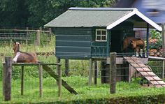 two horses are in their pen at the farm