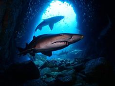 two sharks swimming in an underwater cave