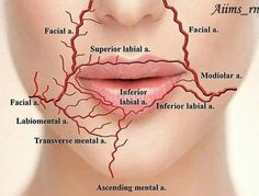 Arteries Anatomy, Filler Injection, Skin Anatomy, Face Fillers, Aesthetic Dermatology, Kedokteran Gigi, Facial Anatomy, Dental Anatomy, Basic Anatomy And Physiology