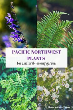 some plants and flowers with the words pacific northwest plants for a natural looking garden