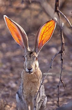 a brown rabbit with orange ears sitting in the dirt and looking at the camera while it's light is on