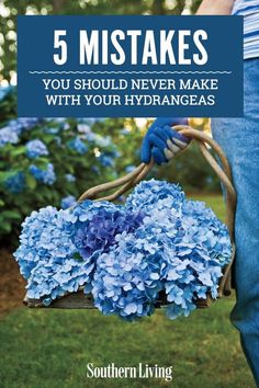 a person holding a basket filled with blue hydrangeas and the words you might be making