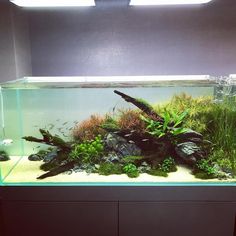 an aquarium with plants and rocks in it