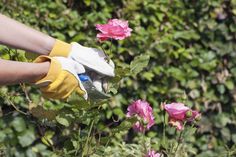 a person wearing gloves and gardening gloves is picking up pink roses in a garden area