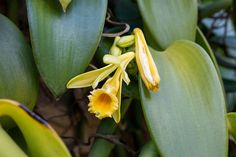 a yellow flower with green leaves in the background