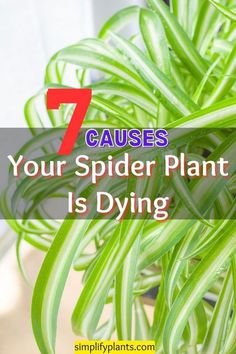 a spider plant with the words 7 cause your spider plant is dying