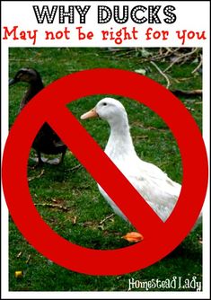 a sign that says, why ducks may not be right for you