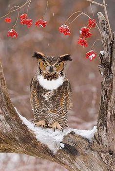 an owl sitting on top of a tree branch in the snow with red berries hanging from it's branches