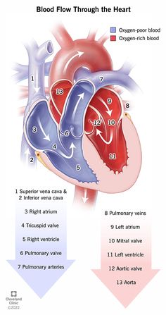 the blood flow through the heart is shown in this diagram, and shows how it works