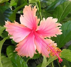 a pink flower with green leaves in the background