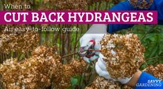 When to Cut Back Hydrangeas: An Easy-to-Follow Guide Dogwood Landscaping, Hydrangea Pruning, Gardening Notes, Hydrangea Plant Care, Garden Knowledge, When To Prune Hydrangeas, Prune Hydrangeas, Hydrangea Season, Geraniums Garden