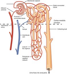 Anatomi Dan Fisiologi, Kidney Anatomy, Adrenal Cortex, Nephrotic Syndrome, Acute Kidney Injury, Gross Anatomy, Healthy Kidneys