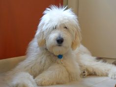 a shaggy white dog laying on the floor