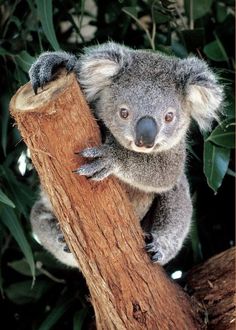 a koala bear sitting on top of a tree branch with its paw hanging out