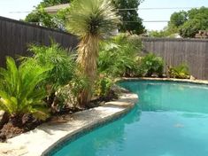 a small pool in the middle of a backyard with palm trees and other tropical plants