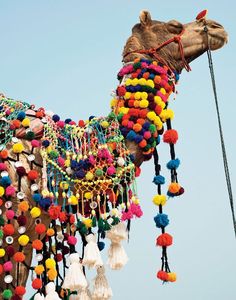 a camel decorated with multicolored pompoms and tassels hanging from it's back