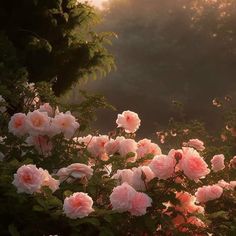 some pink roses are blooming in the sunbeams and on top of trees