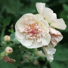 a large white flower with pink stamens on it's center and green leaves in the background