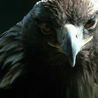 an eagle is staring at the camera