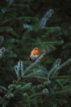 a small bird perched on top of a pine tree