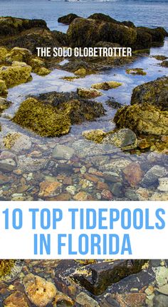 the top tide pools in florida with text overlay that reads, the solo globetroter 10 top tide pools in florida