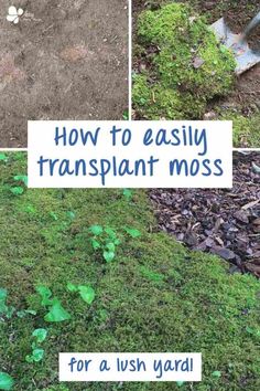 how to easily transplant moss for a lush yard in the fall and winter months with instructions