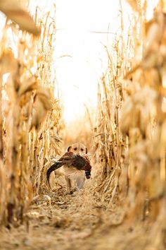 a dog in a corn field holding a bird