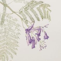 purple flowers and green leaves on a white wallpapered background with fern fronds