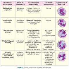 the different types of nematic and their functions in an animal's body