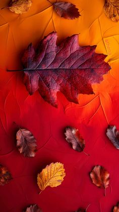 autumn leaves on red and yellow background