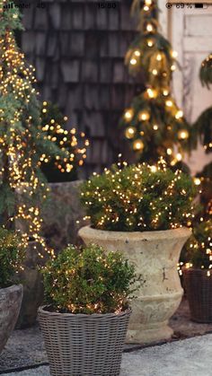 some potted plants with lights in them