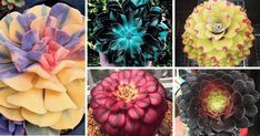 four different types of flowers are shown in this collage, each with their own unique colors