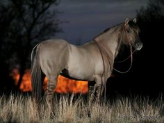 a horse is standing in the grass at night with its head turned to the side