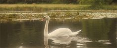 a white swan floating on top of a body of water