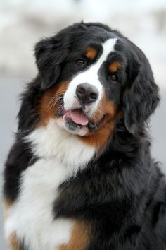 a black, brown and white dog sitting in the street