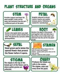 plant structure and organ systems worksheet with pictures for plants and their names in english