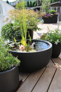 there are many potted plants and water in the bowl on the wooden decking