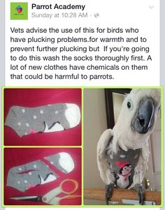 an image of a bird with socks on it's feet and the caption reads, parrot academy