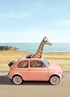 a giraffe sitting in the back of a pink car next to an ocean