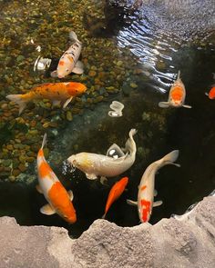 several orange and white koi fish swimming in a pond