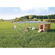 two small dogs in a cage on the grass